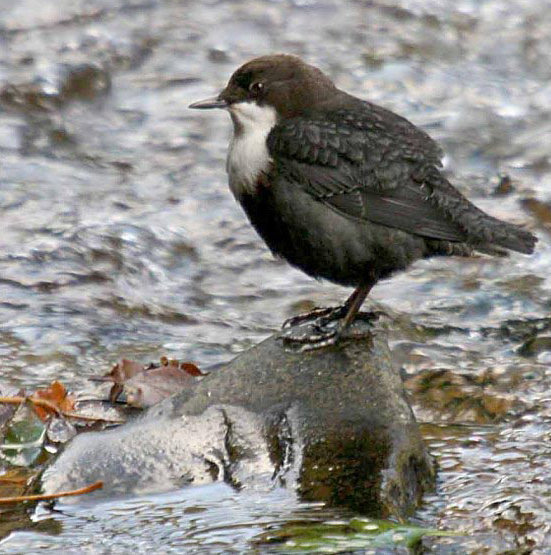 La mierla dal’ega tl Derjon La mierla dal’ega tl Derjon